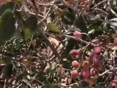 گرمازدگی تابستانه و خسارت درخت پسته