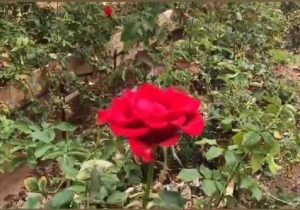 بازدید رسانه خبری صدای سیریز از گلخانه گل رز علی آباد زرند