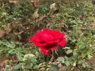 بازدید رسانه خبری صدای سیریز از گلخانه گل رز علی آباد زرند