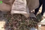 آغاز تدریجی برداشت پسته در سیریز