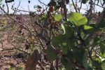 ⚡️عجیب ولی واقعی ⚡️  ✨باز شدن خوشه پسته در آبان ماه ۱۴۰۲ سیریز✨